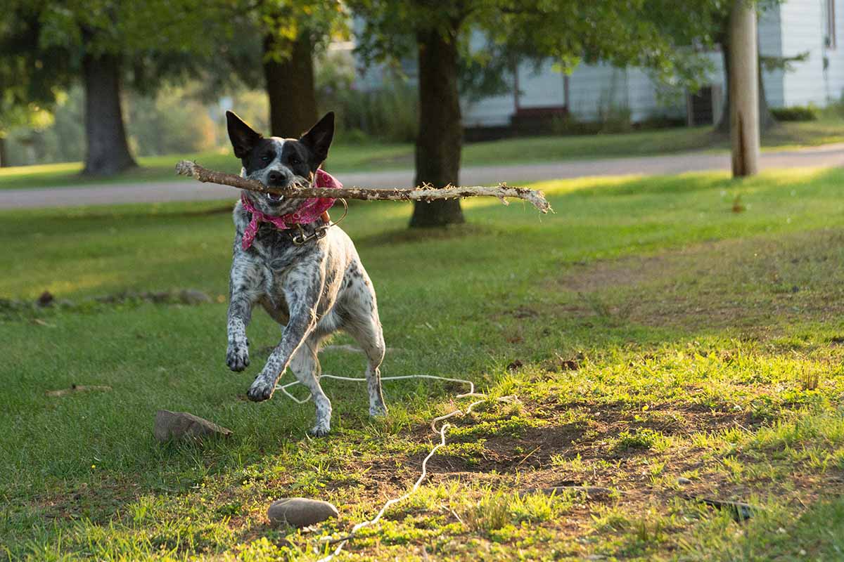 a Australian Cattle Dog running in the field.