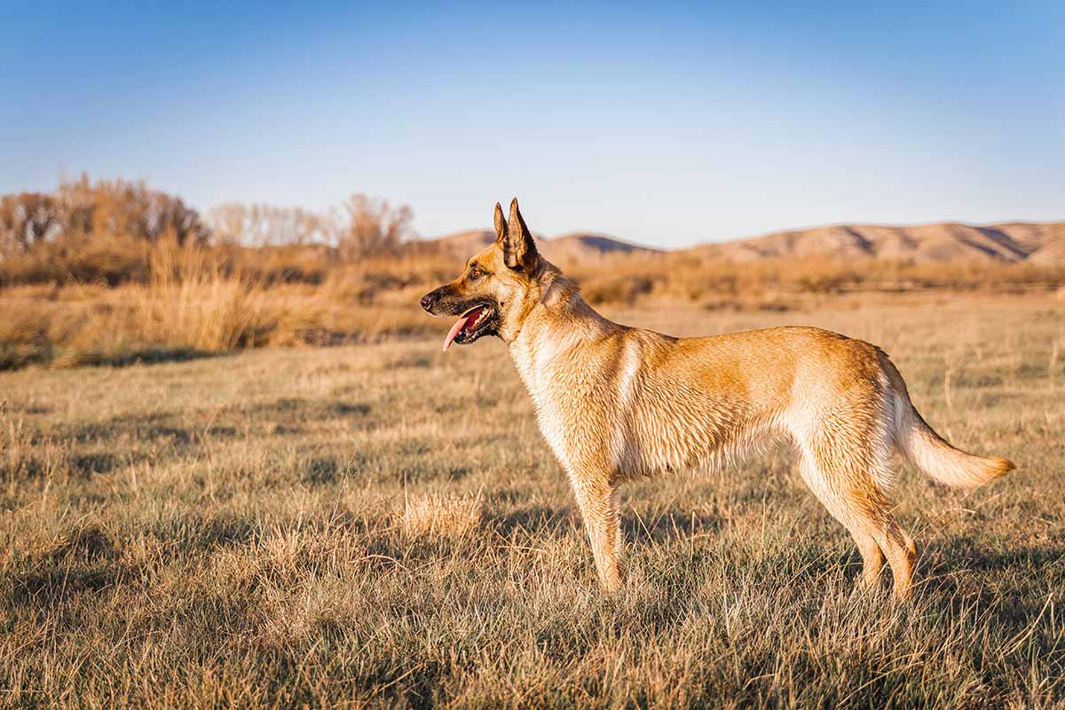 Belgian Malinois dog stand in the field.