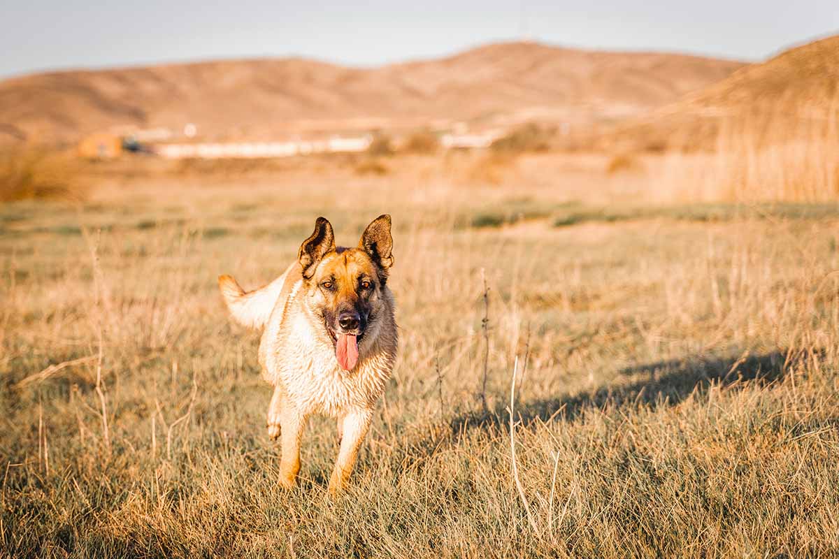 a Belgian Malinois dog running in the field 