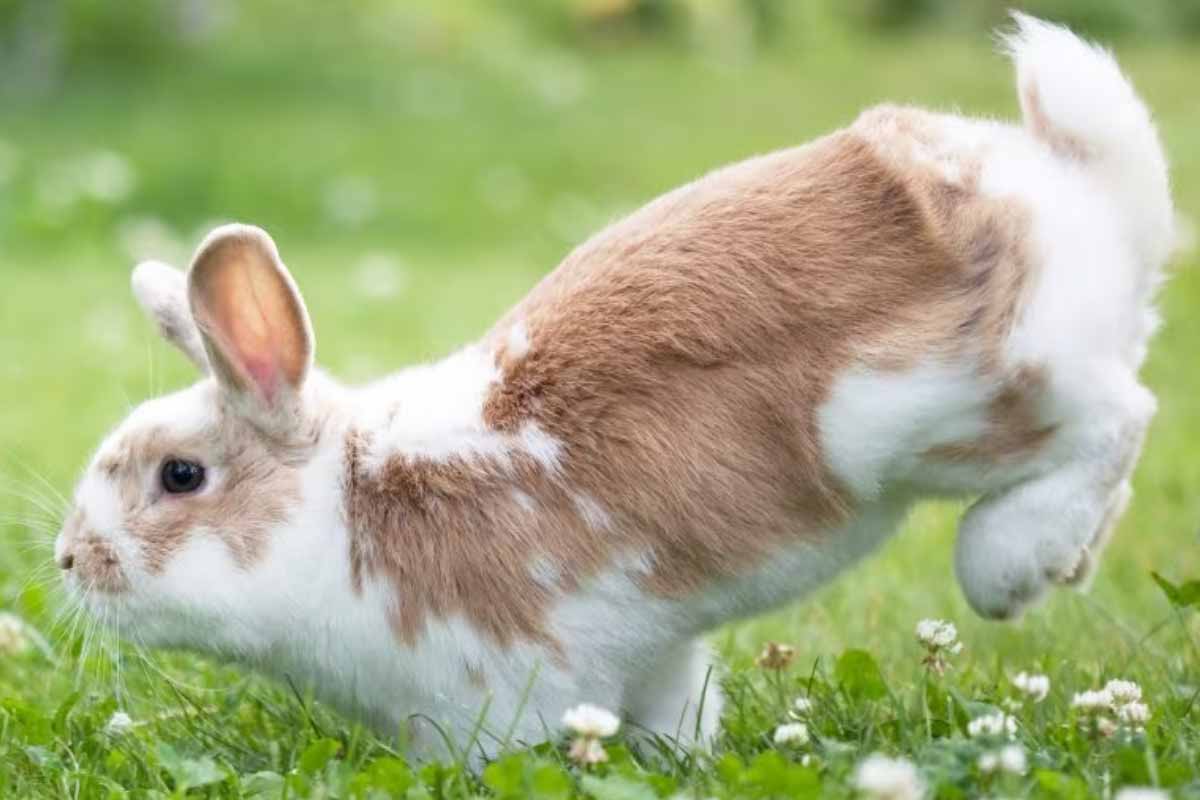 a rabbit jumping in the fields.