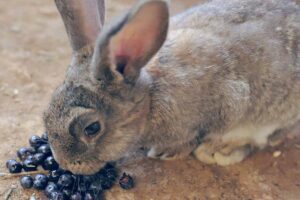 Rabbit eating Blueberries in floor.