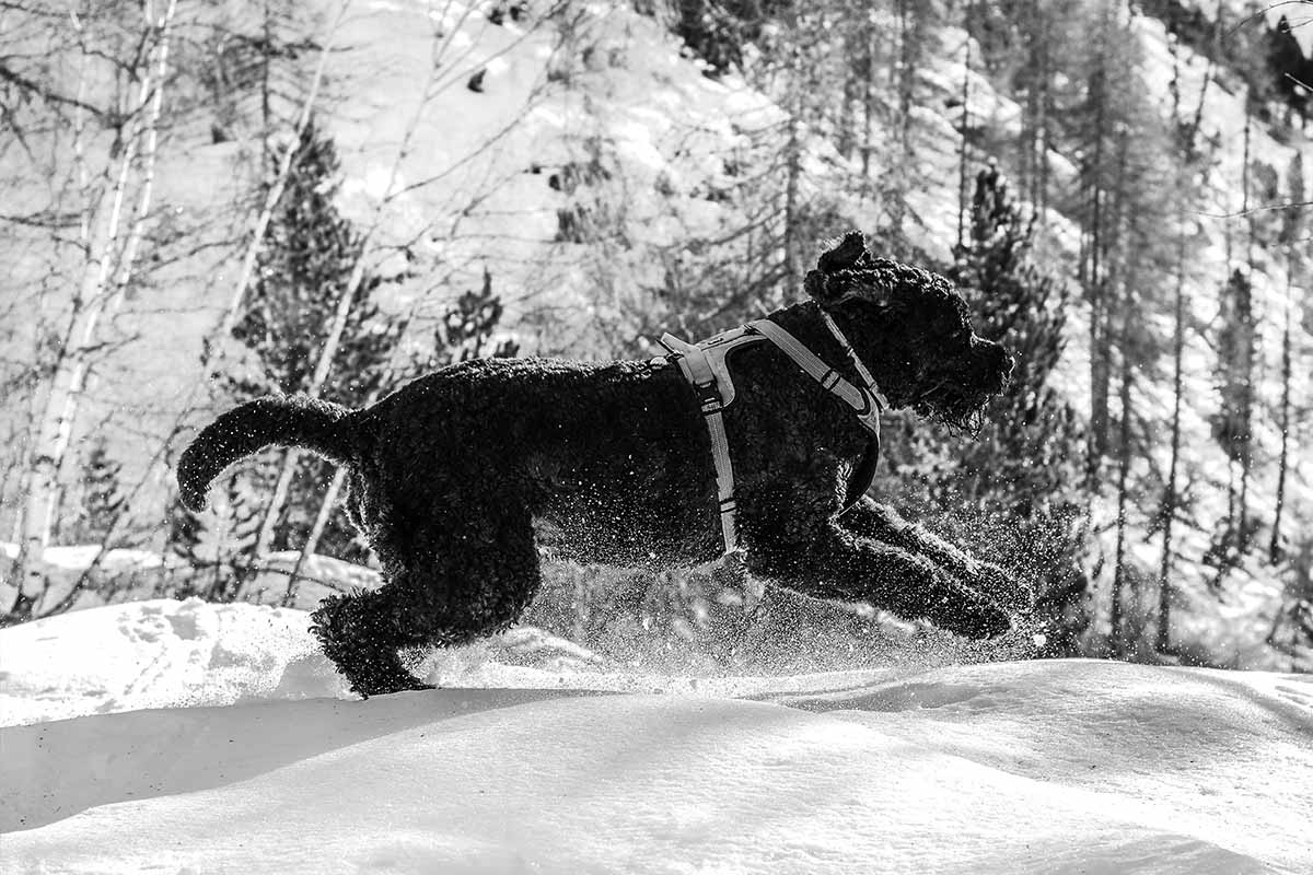 a Bouvier des Flandres dog running in the snow.