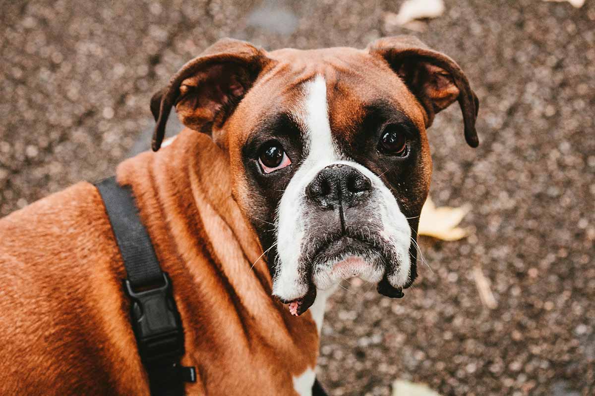 a Boxer standt in the floor