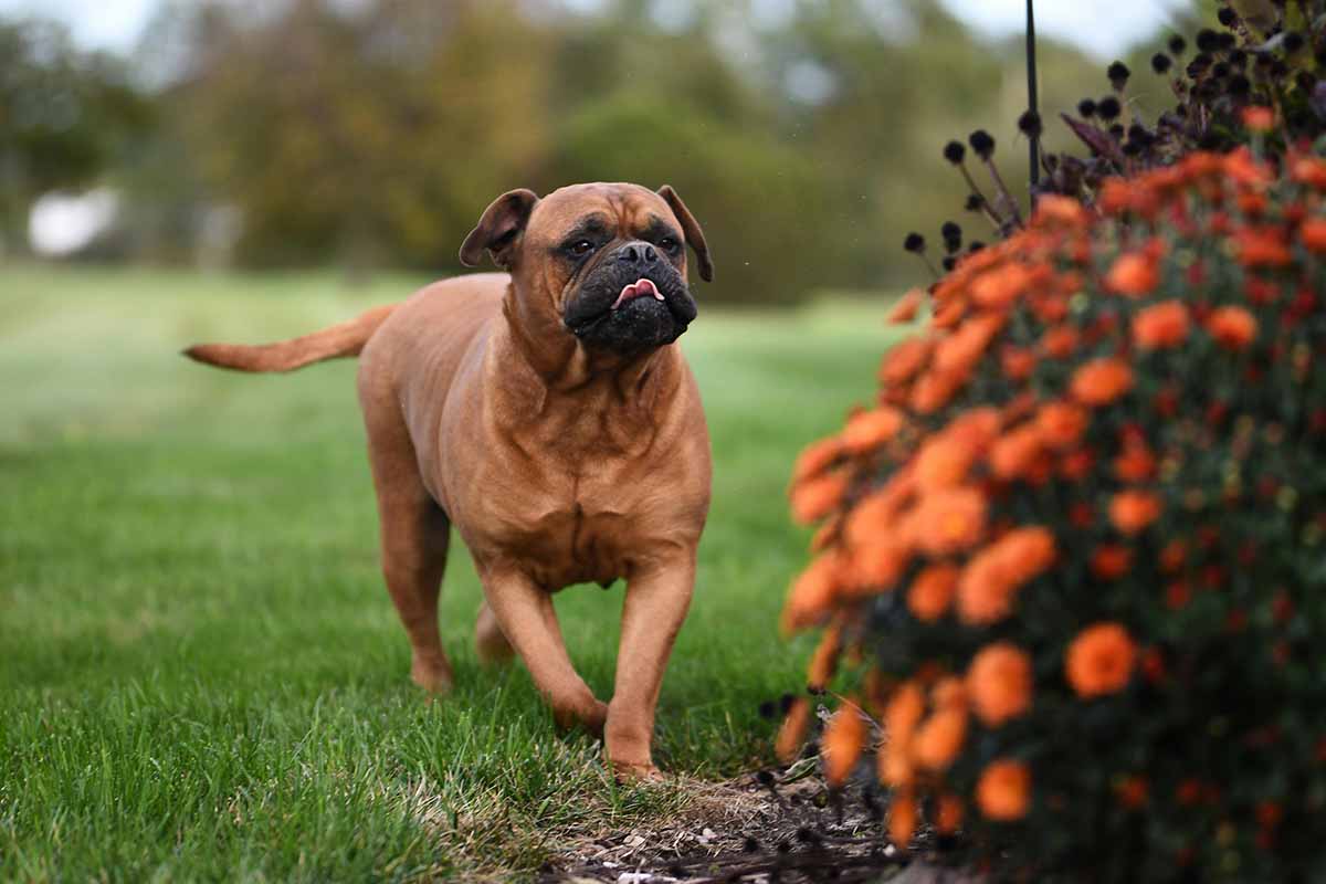a Bullmastiff walking in the flower field 