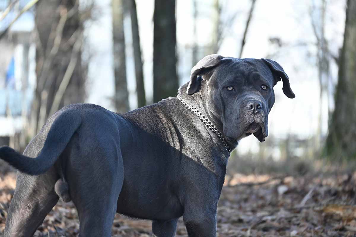 a Cane Corso dog stand in the field.