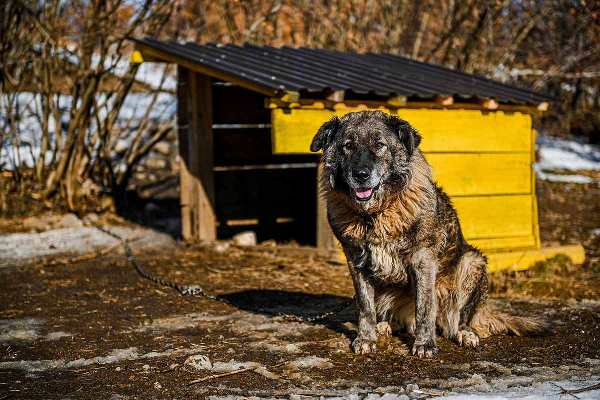 a Caucasian Shepherd Dog sitting in the road out side a home.
