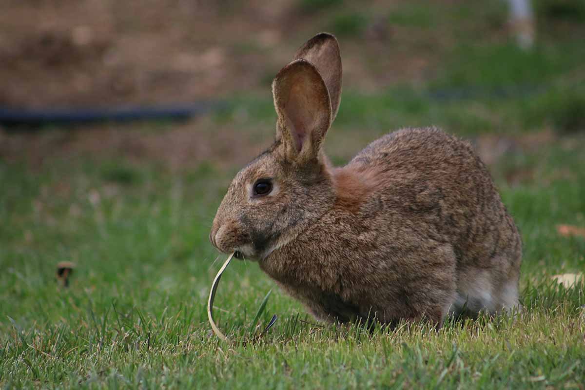 a rabbit chewing something in the fields.