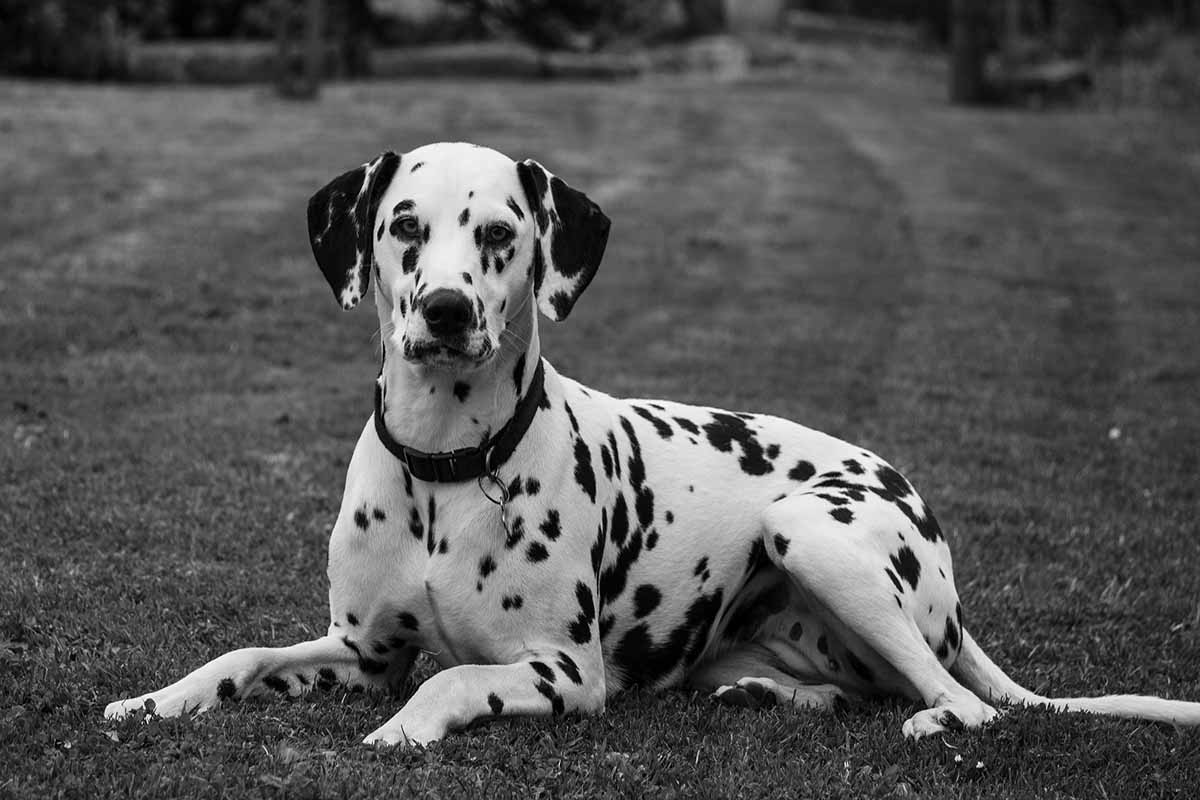 a Dalmatian dog sitting in the field 