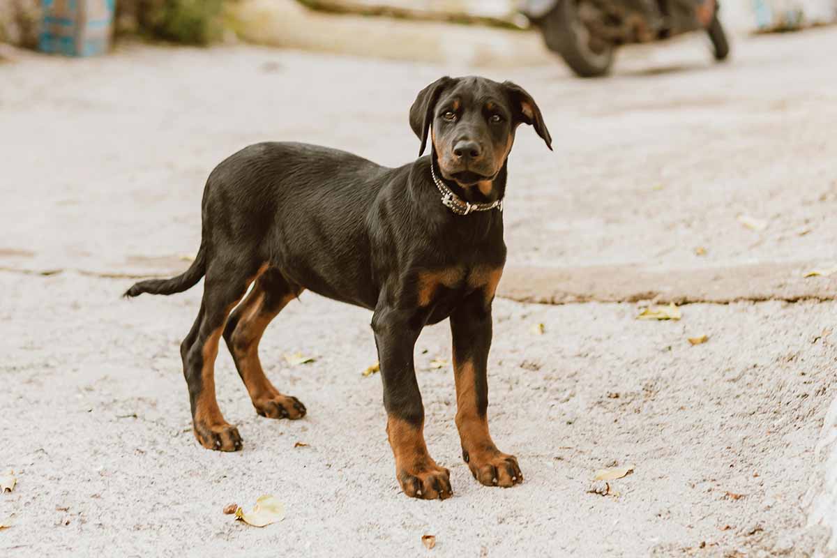 a Doberdor dog stand in the field.
