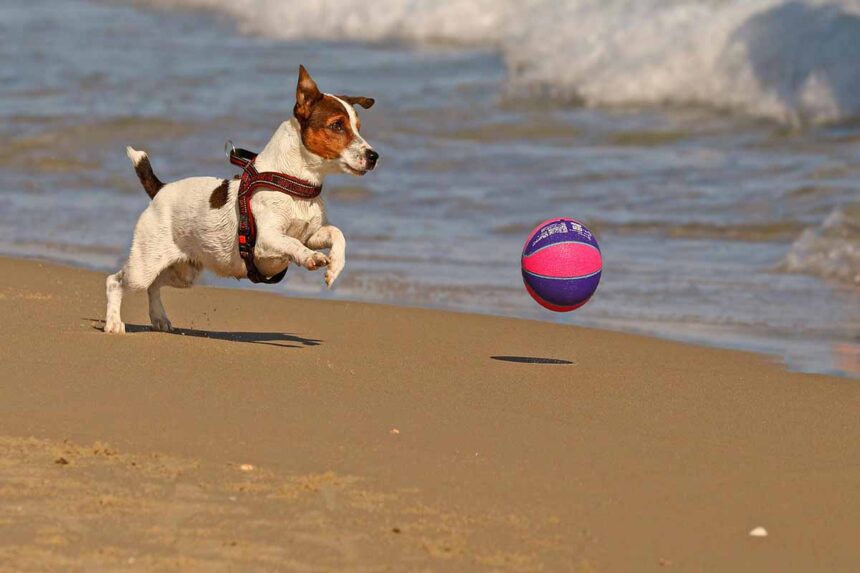 a dog playing with a ball in side beach.