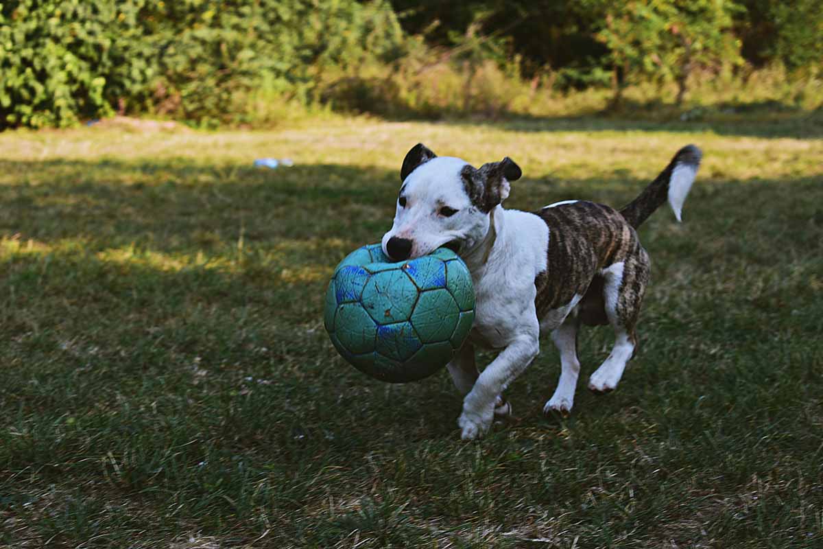 a walking in the filed mourh a ball.