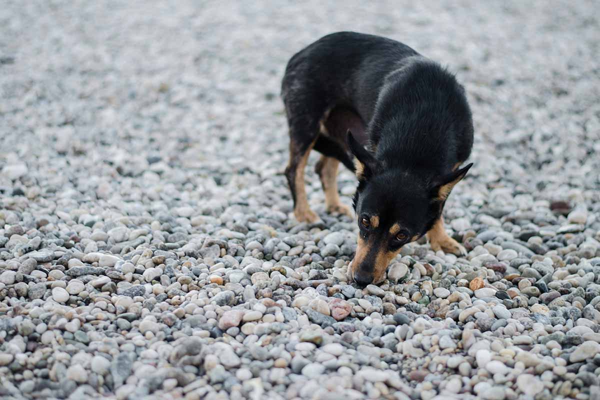 a doh cheek her pee smell in the field.