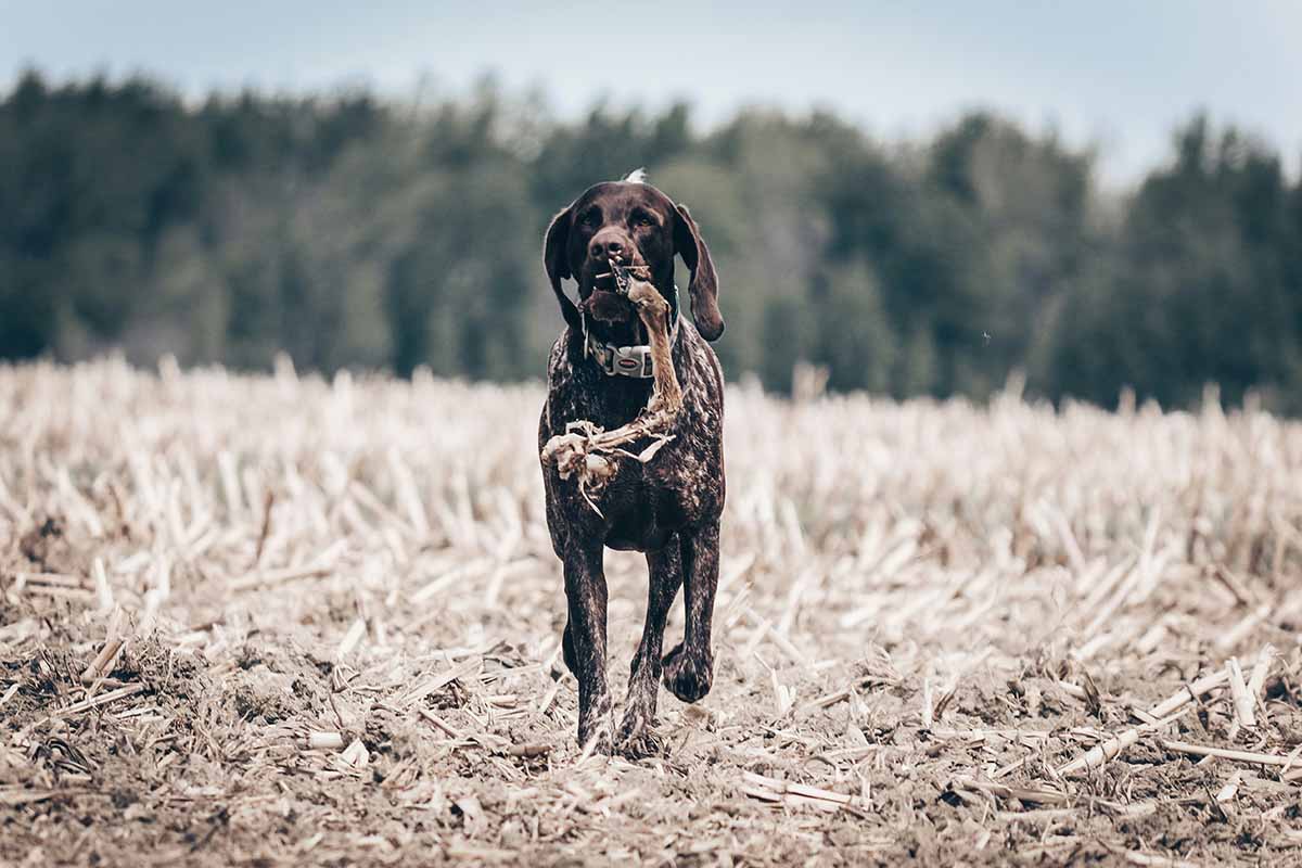 A German Shorthaired Pointer stand in the field .