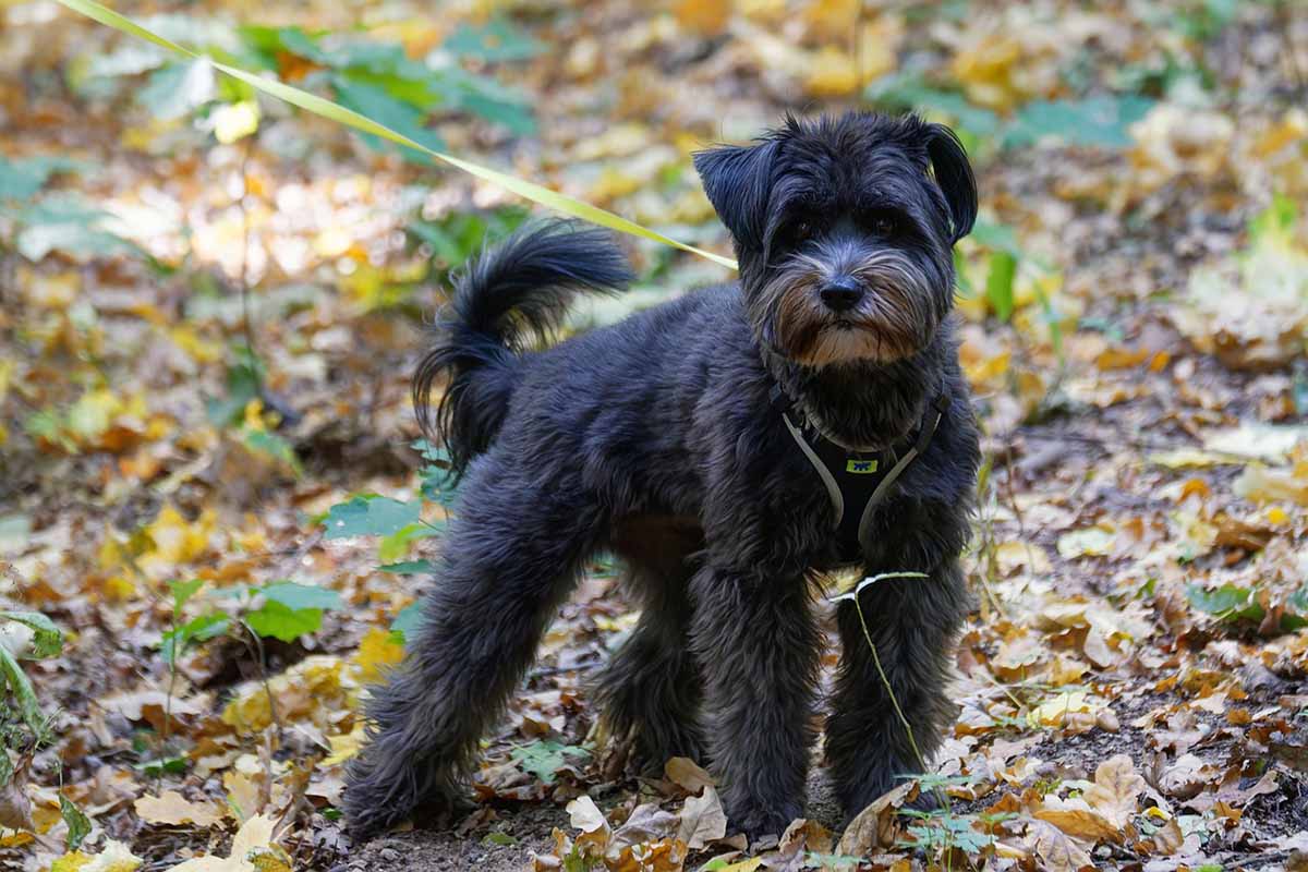 a Giant Schnauzer stand in the field.