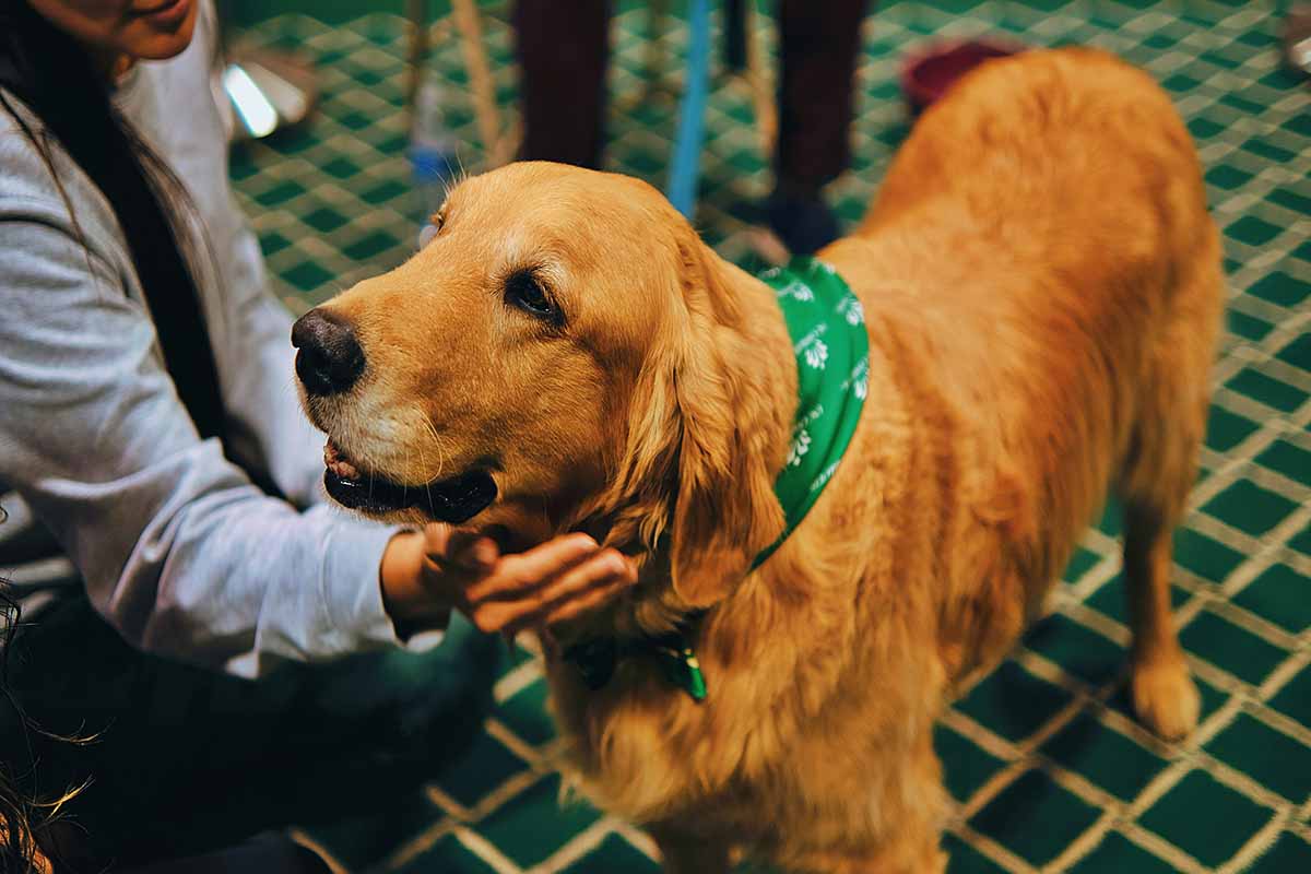 a girl touch golden retriever in the indoor room.