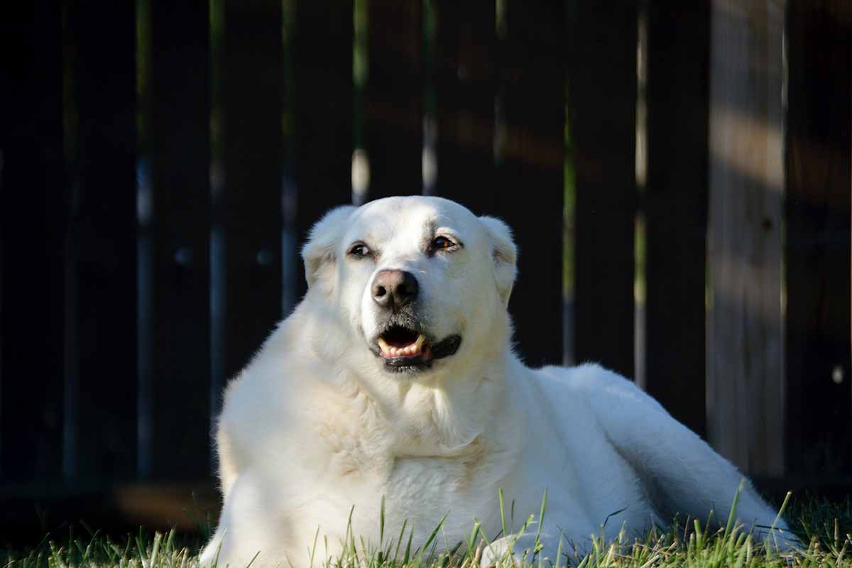 a Great Pyrenees laying in the field.