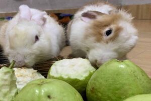 tow rabbits eating guava.