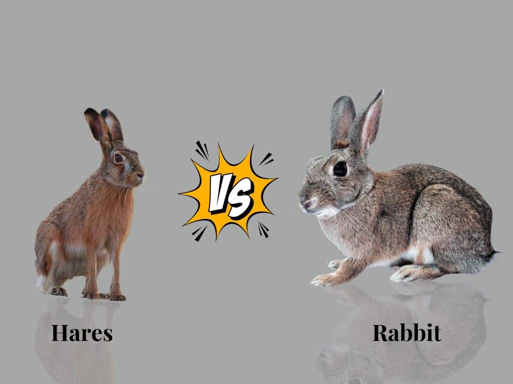 Hares vs Rabbit