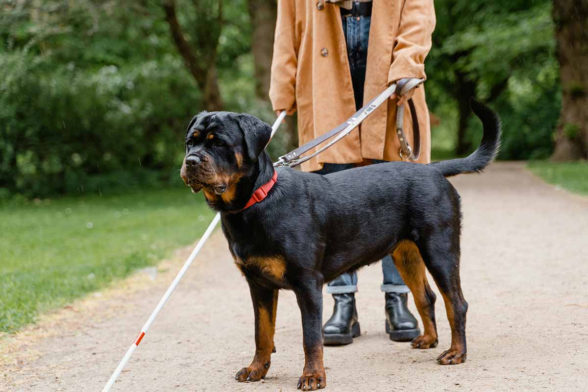 Rottweilers stand in the road with a man.