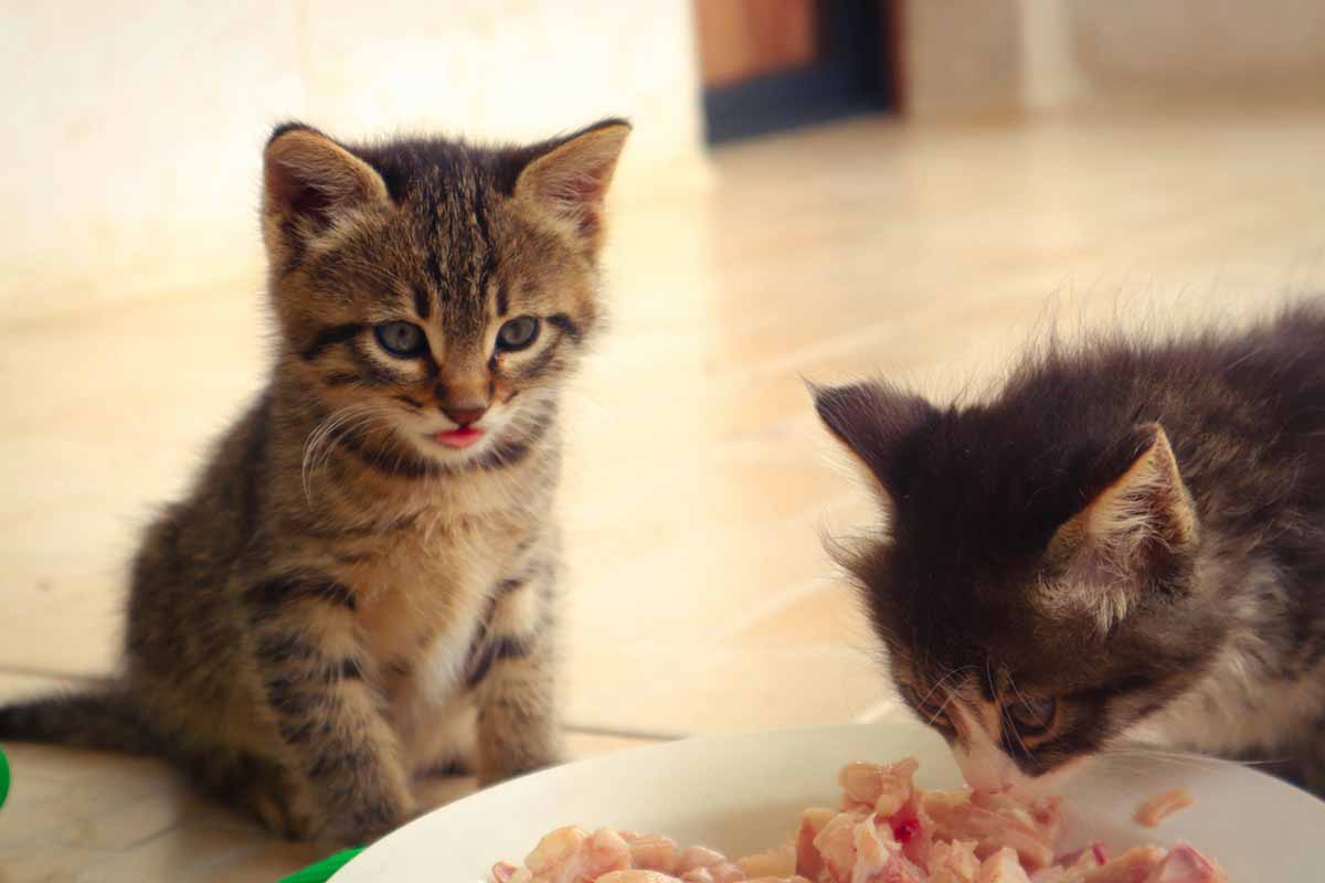 one cat eating food in the pot side one cat just looking it's.