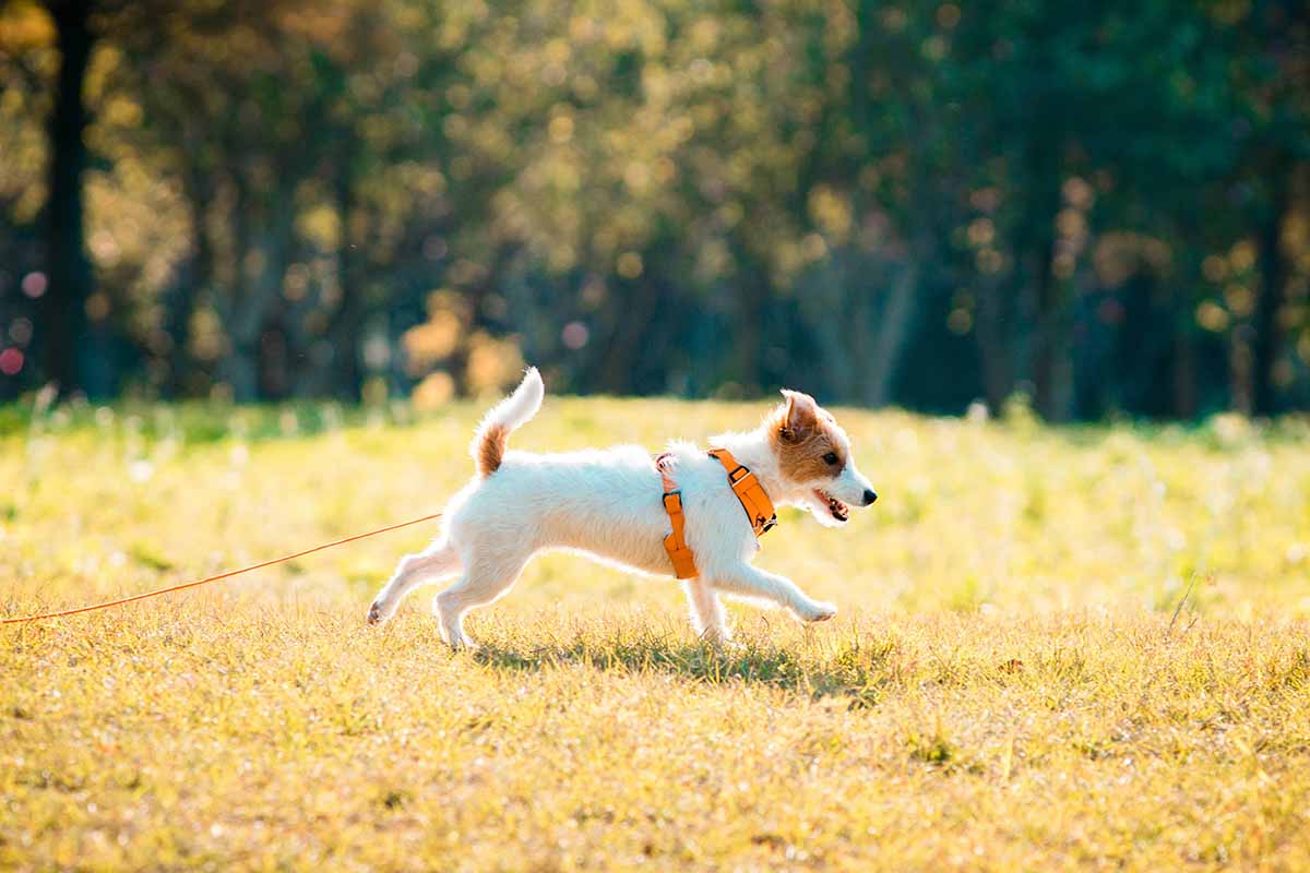 A Jack Russell Terrier Runinng in the field.