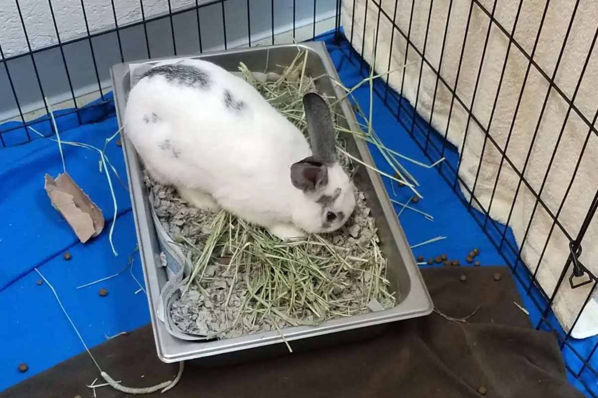 a rabbit stand in pot.