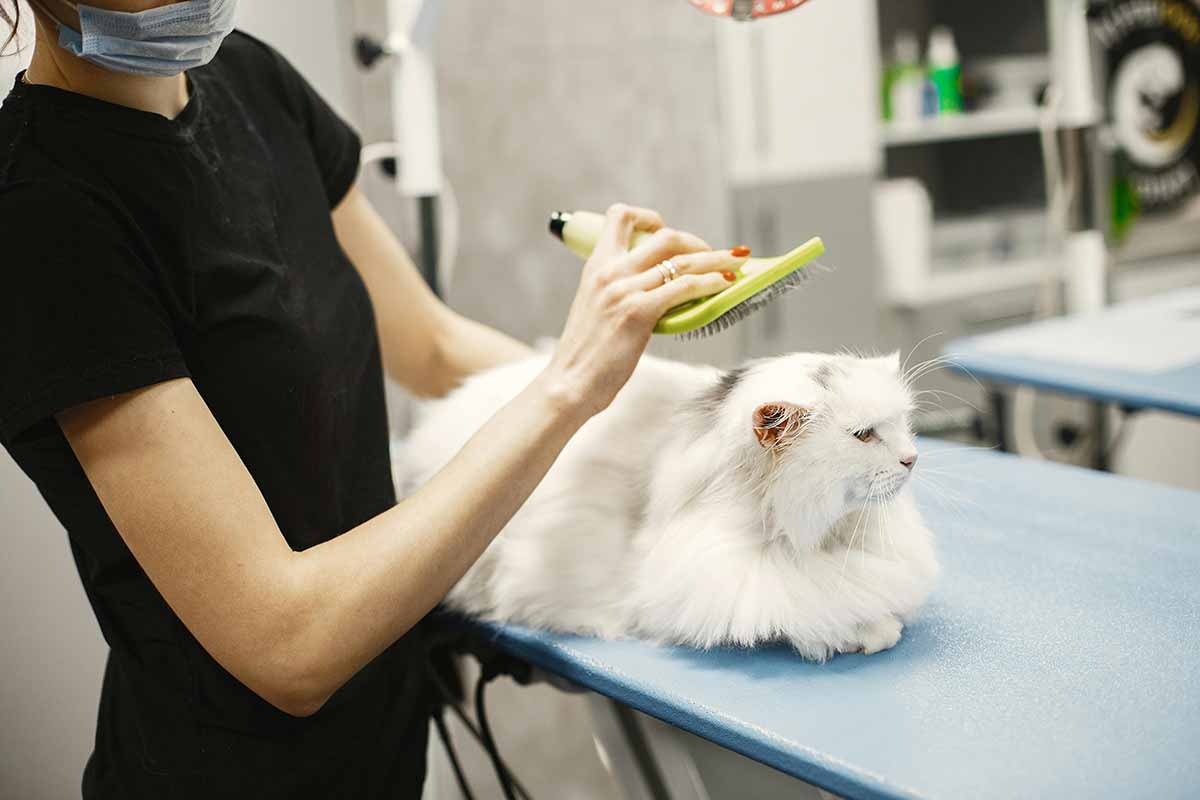 a girl goorming cat with hair brush on the table in room.