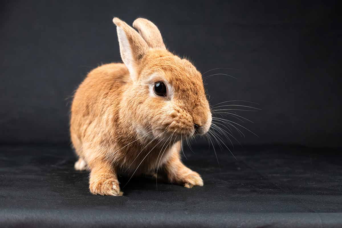 Netherland Dwarf rabbit rabbits stand in the floor.