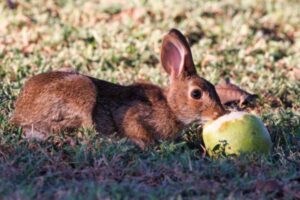 rabbits eating Pears in fields.