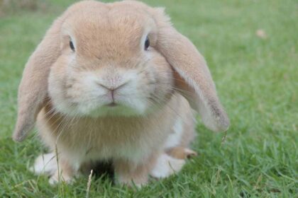 10 Types of Dwarf Rabbit Breeds (With Pictures)