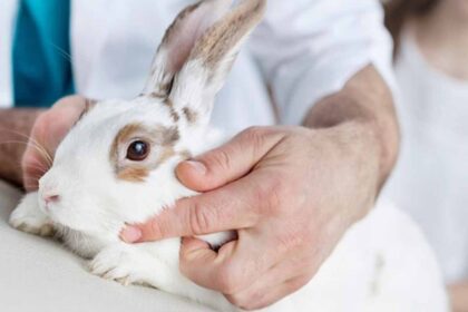 Rabbit Stomach Gurgling Reasons And Treatment on table