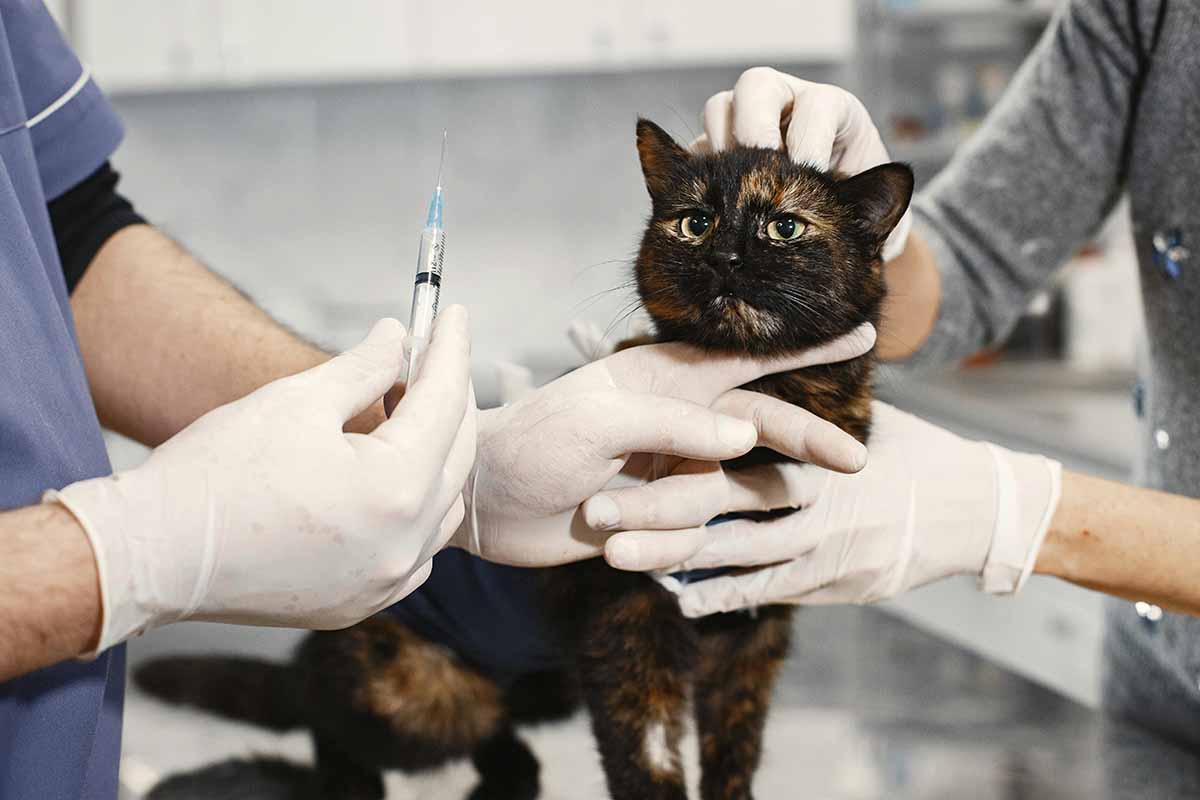2 people try to give injection a cat.