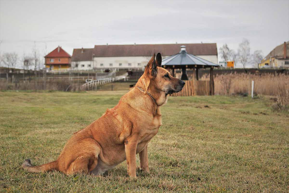 a Rhodesian Ridgeback stand in the field.