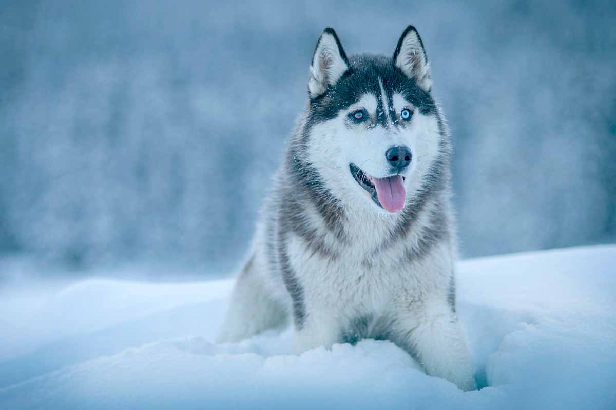 a Siberian Husky dog sitting in the snow.