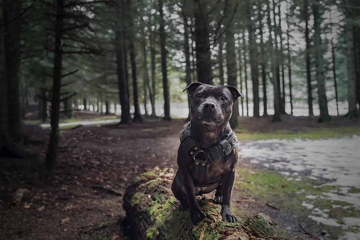 Staffordshire Bull Terrier dog stand in the forest.