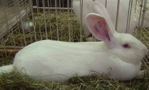 The Blanc de Bouscat Rabbit sitting down.