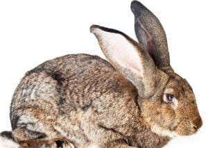 The British Giant Rabbit