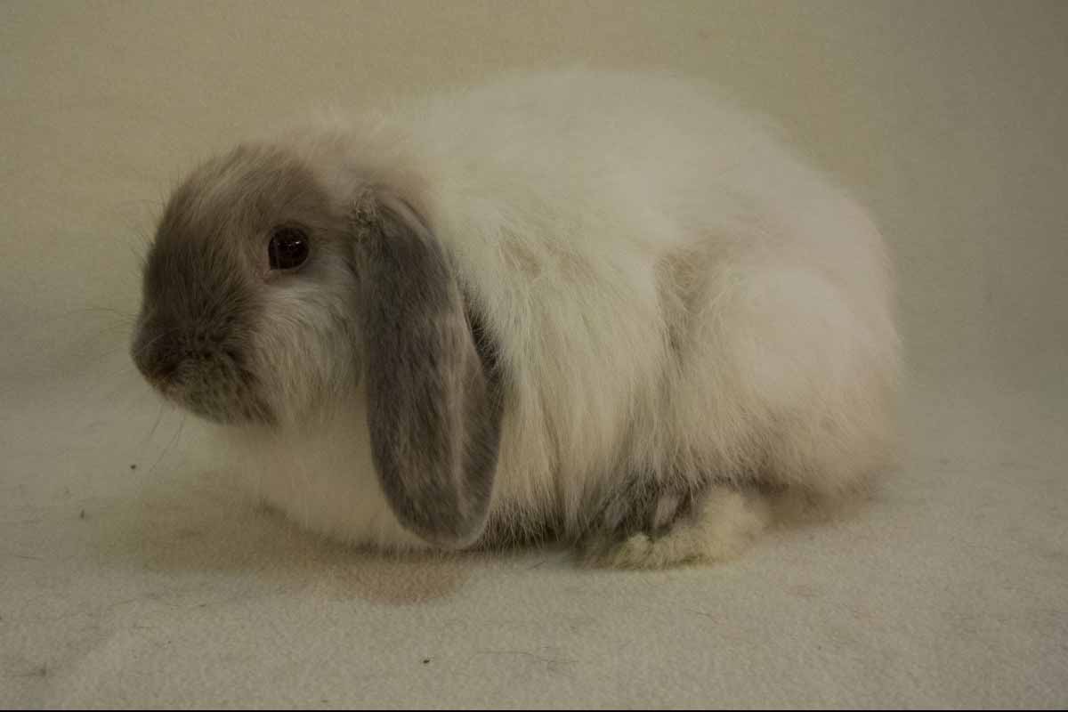 The Cashmere Lop site down in the floor.