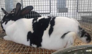 The Checkered Giant Rabbit sitting down in rabbit house.
