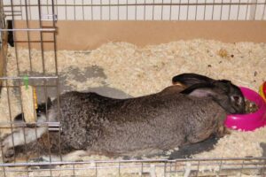 Continental Giant Rabbit eating food on the bed.