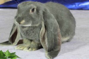 The English Lop stand in floor.