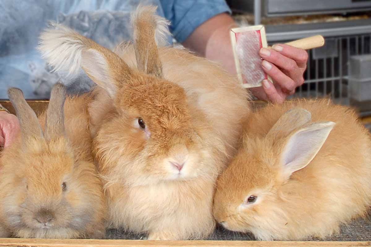 Three The French Angora rabbits sitting down on the table inside a man stand.