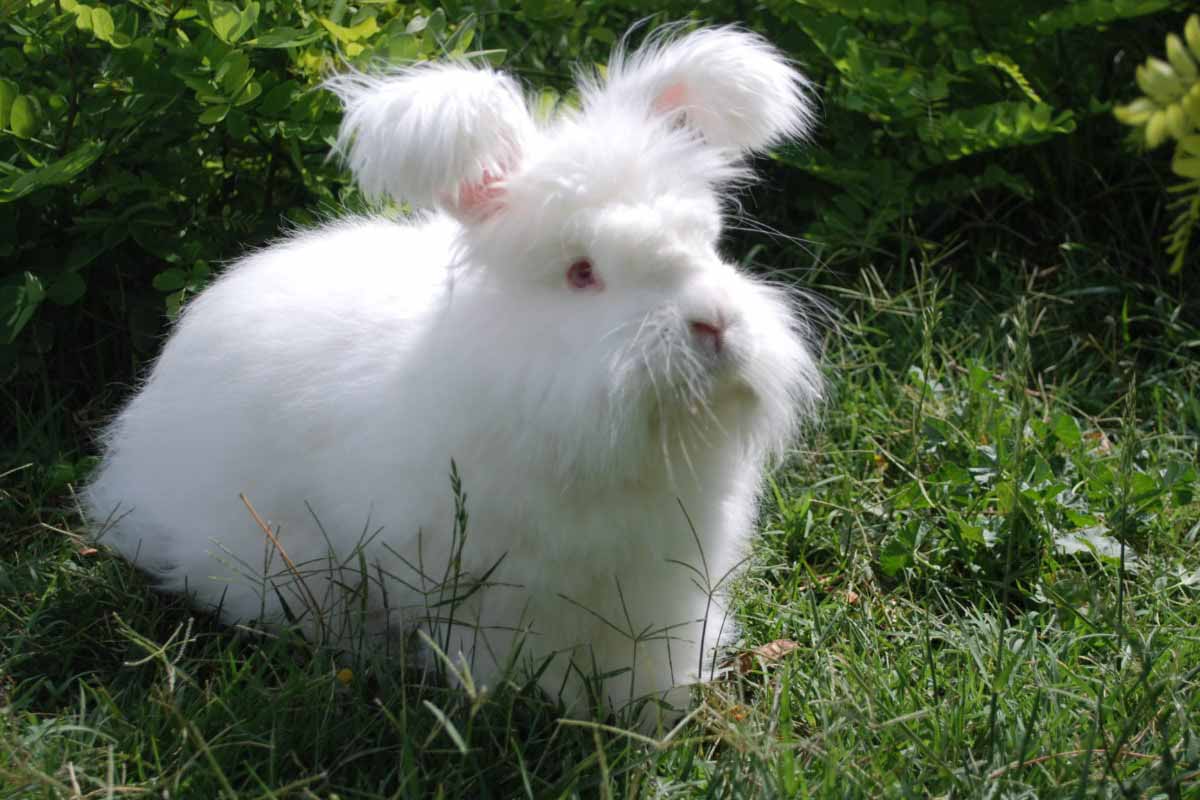 The German Angora sitting down in the gress fields.