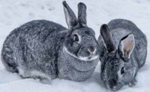 two The Giant Chinchilla Rabbit in floor.