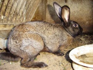 The Hungarian Giant Rabbit standt