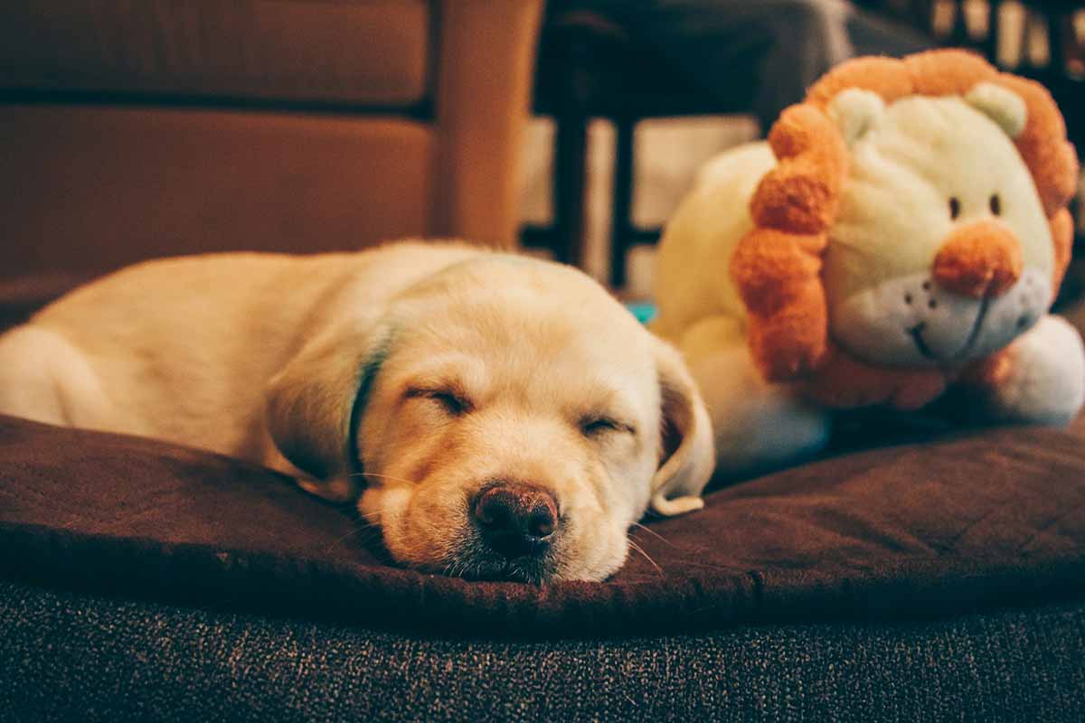 a dog sleep on the bed in side dog toys.
