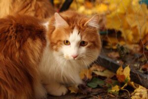 The Kurilian Bobtail cat stand in the fields.