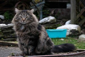 The Maine Coon sitting dow outdoor area.