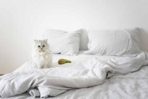 The Persian cat sitting on the bed.