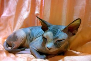 The Peterbald cat laying down on bed.